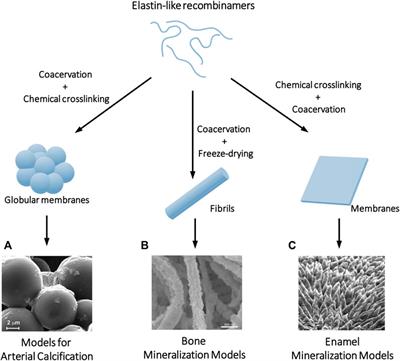 Contribution of the ELRs to the development of advanced in vitro models